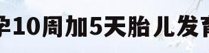 孕10周加5天胎儿发育(孕10周胎儿发育正常的症状)