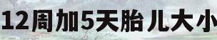 12周加5天胎儿大小(12周胎儿大小多长厘米)